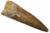 Fossil Plesiosaur (Zarafasaura) Tooth - Morocco #298057-1